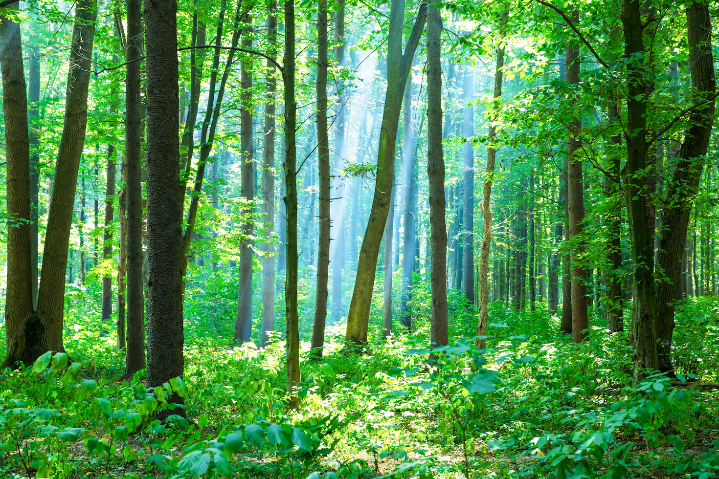 tnfd-releases-final-draft-of-nature-related-financial-disclosure-framework