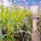what-does-the-ira-mean-for-agtech?