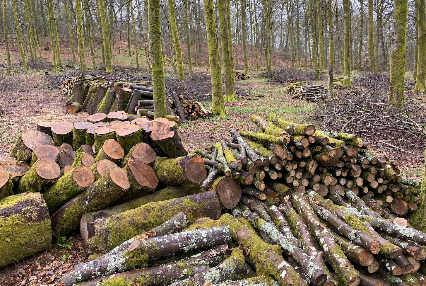 canopy-planet-wins-$60-million-to-scale-circular-fibers-for-paper,-textiles