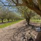 can-regenerative-agriculture-alleviate-california’s-almond-problem?