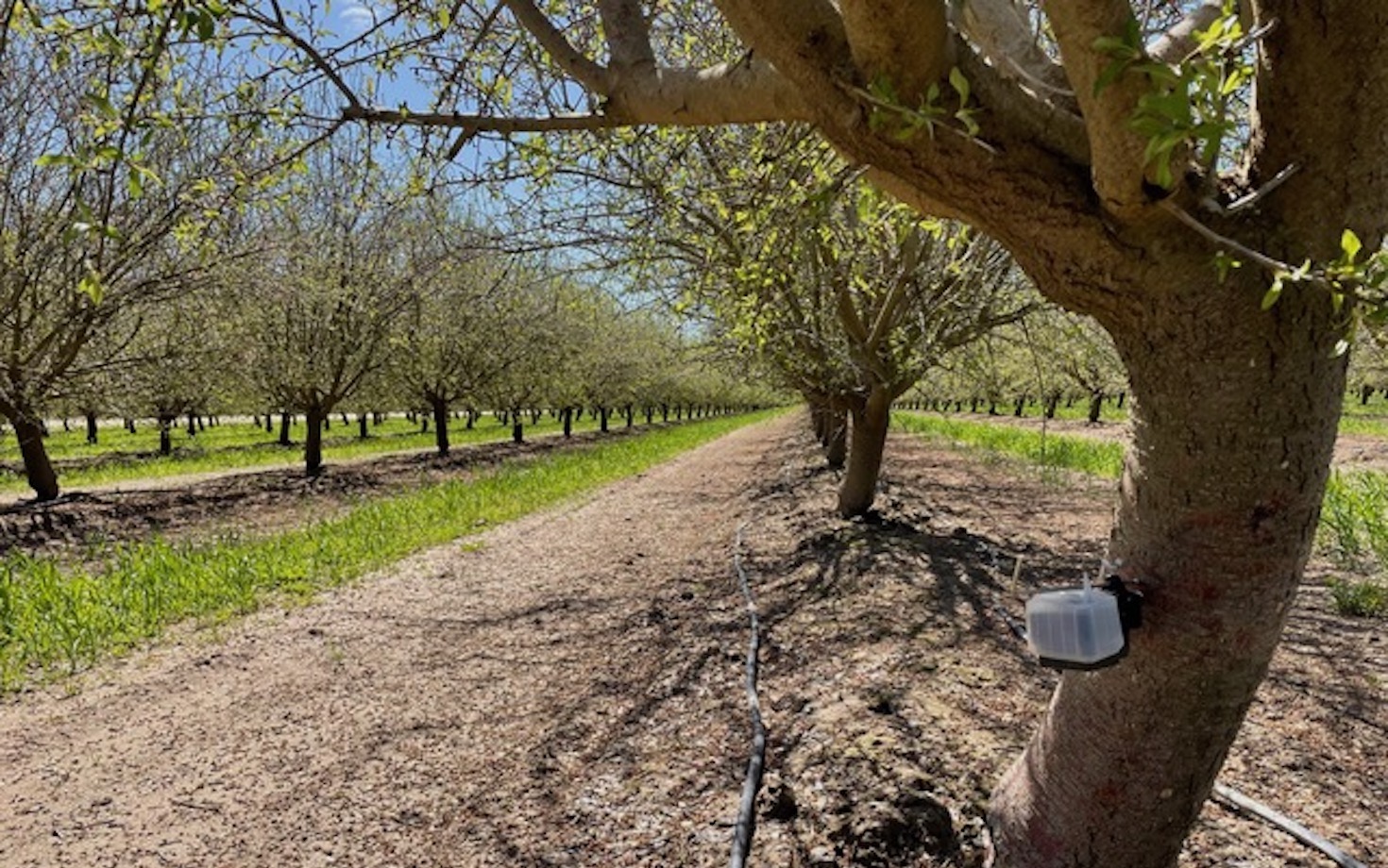 can-regenerative-agriculture-alleviate-california’s-almond-problem?