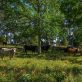 agroforestry-is-the-regenerative-technique-getting-overlooked-in-the-us