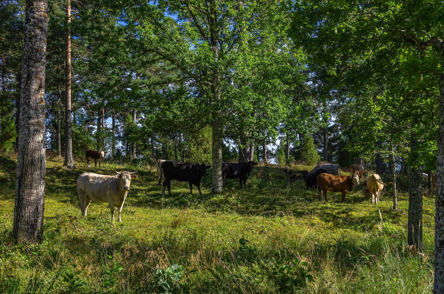 agroforestry-is-the-regenerative-technique-getting-overlooked-in-the-us