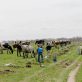 organic-valley’s-farmer-program-prioritizes-insetting