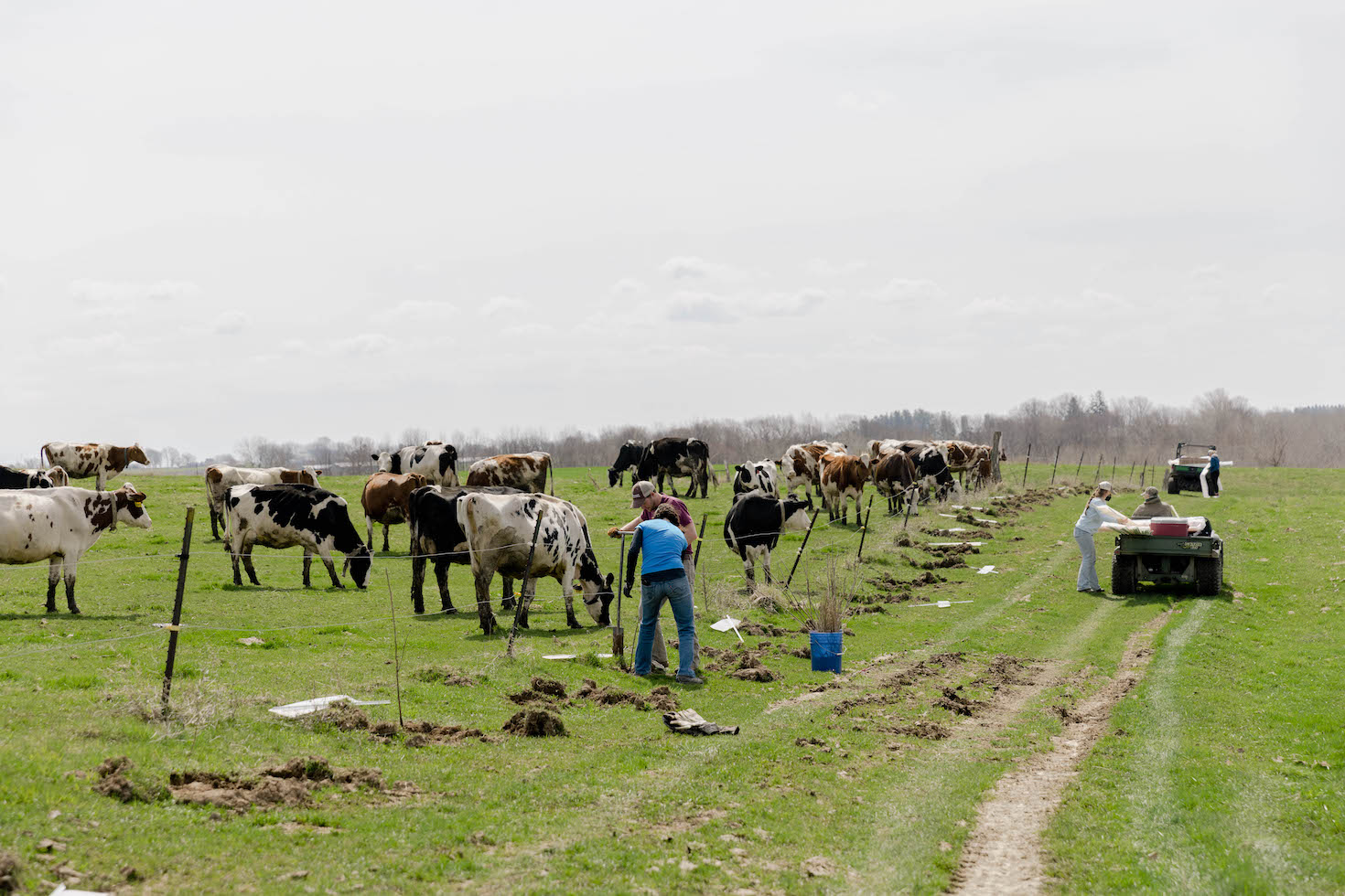 organic-valley’s-farmer-program-prioritizes-insetting