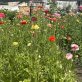 science-based-targets-for-nature-come-for-businesses