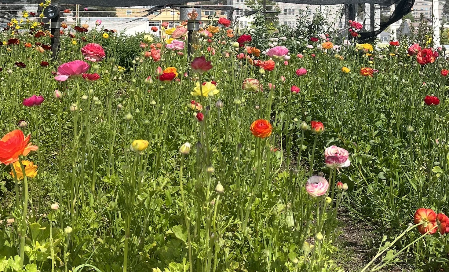 Sciencebased targets for nature come for businesses ES Management