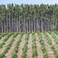 why-nature-based-investments-could-be-esg’s-crowning-glory