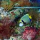 how-regenerative-tourism-can-help-avert-a-sixth-extinction