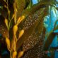 where-shellfish,-seaweed-and-circularity-thrive