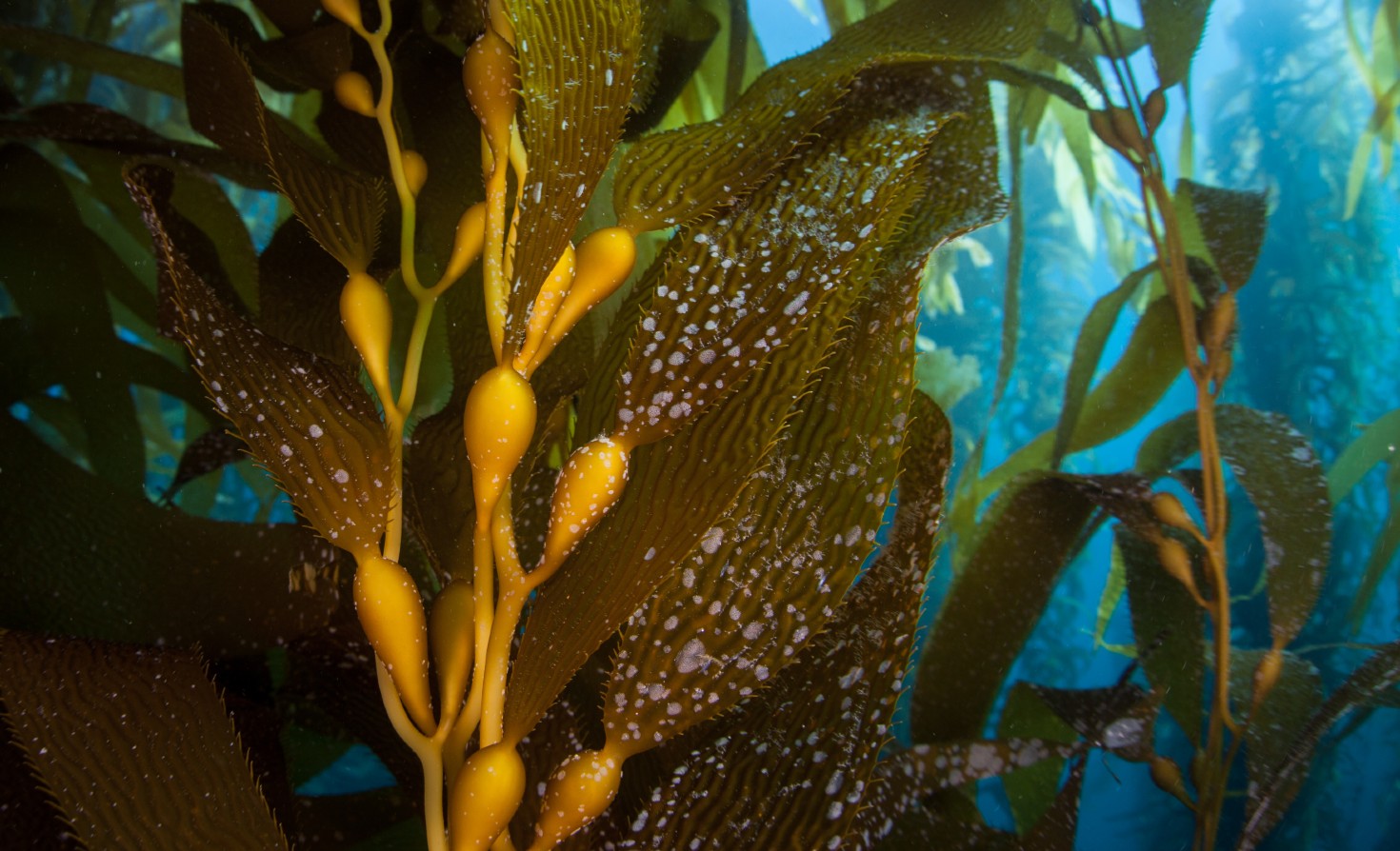 where-shellfish,-seaweed-and-circularity-thrive