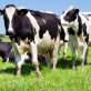 how-the-ira’s-investments-are-advancing-climate-smart-agriculture