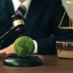 new-carbon-credit-integrity-assessment-opens-for-applications