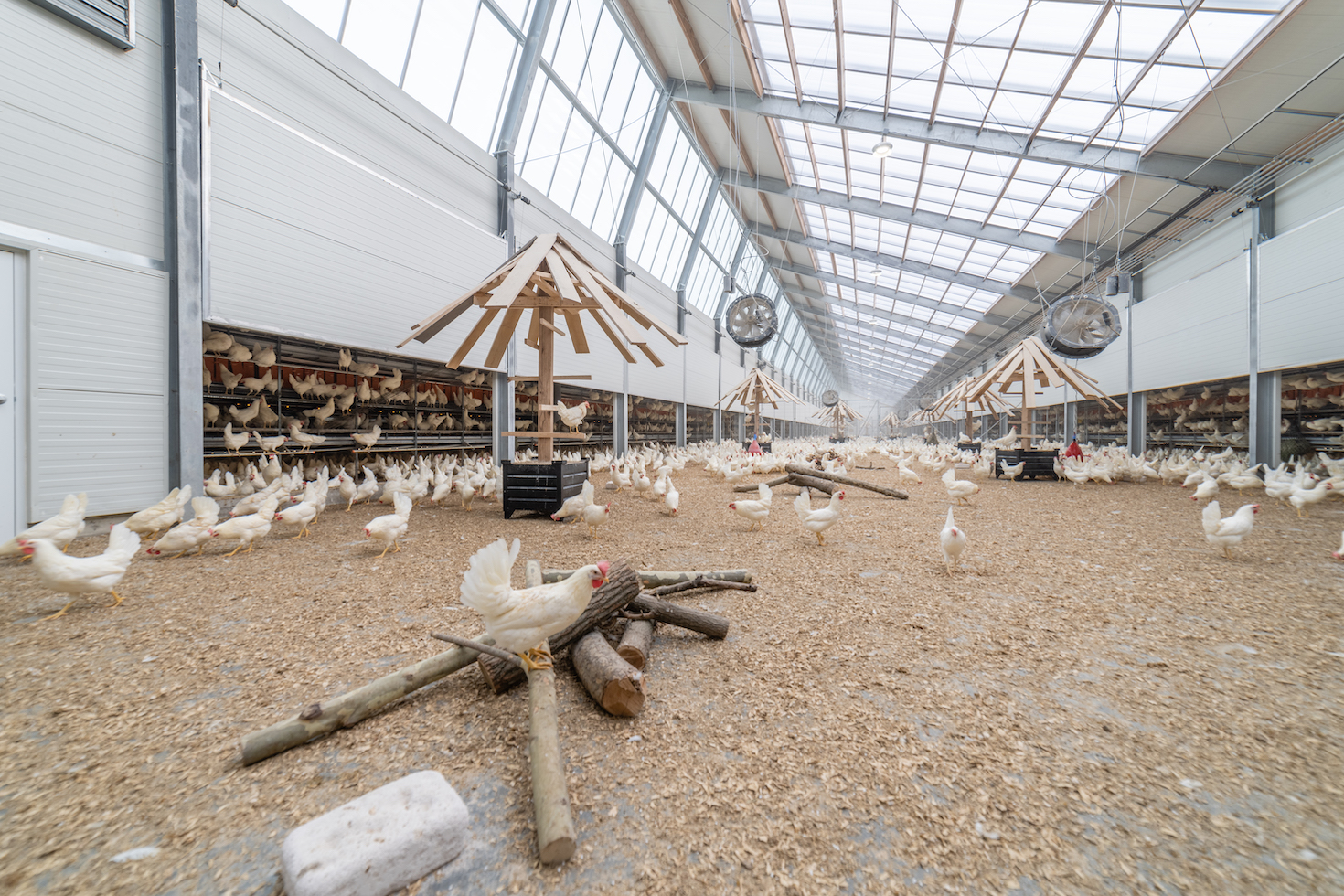 kroger-and-kipster-team-up-to-bring-circular-and-humane-eggs-to-the-us