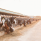 reflecting-on-3-years-of-progress:-the-us.-dairy-net-zero-initiative