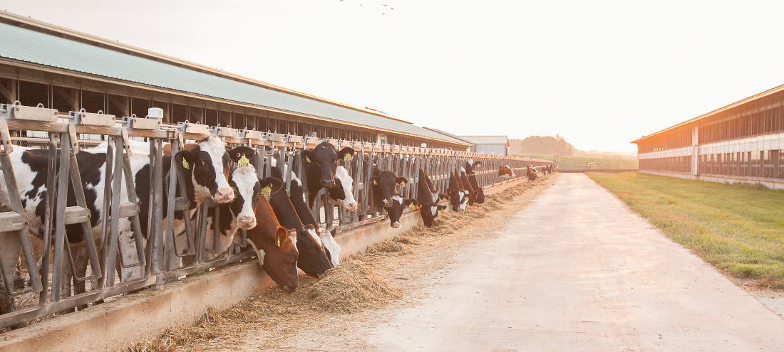 reflecting-on-3-years-of-progress:-the-us.-dairy-net-zero-initiative