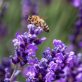 5-nature-trends-starting-to-shape-business-in-2023