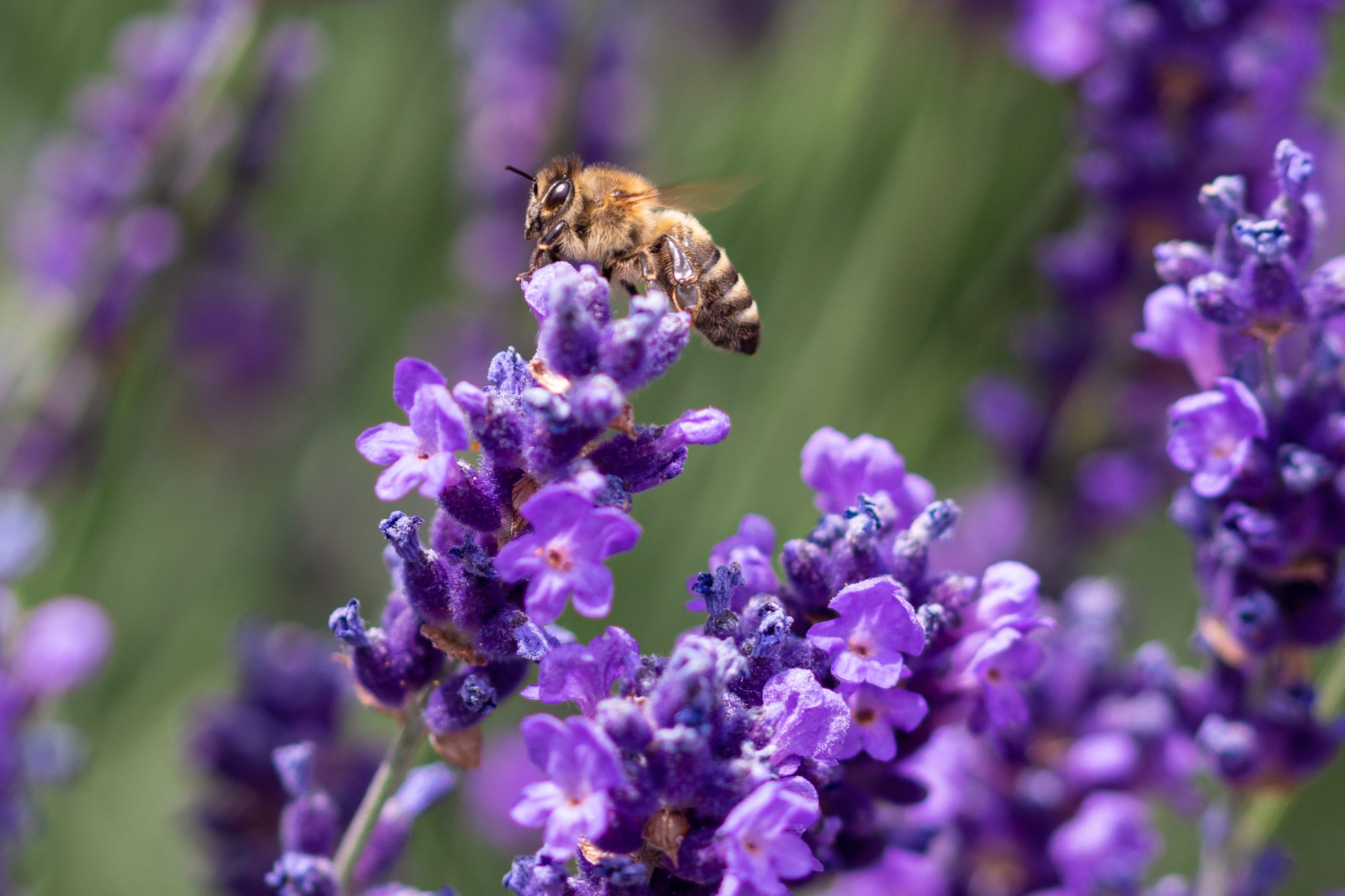 5-nature-trends-starting-to-shape-business-in-2023