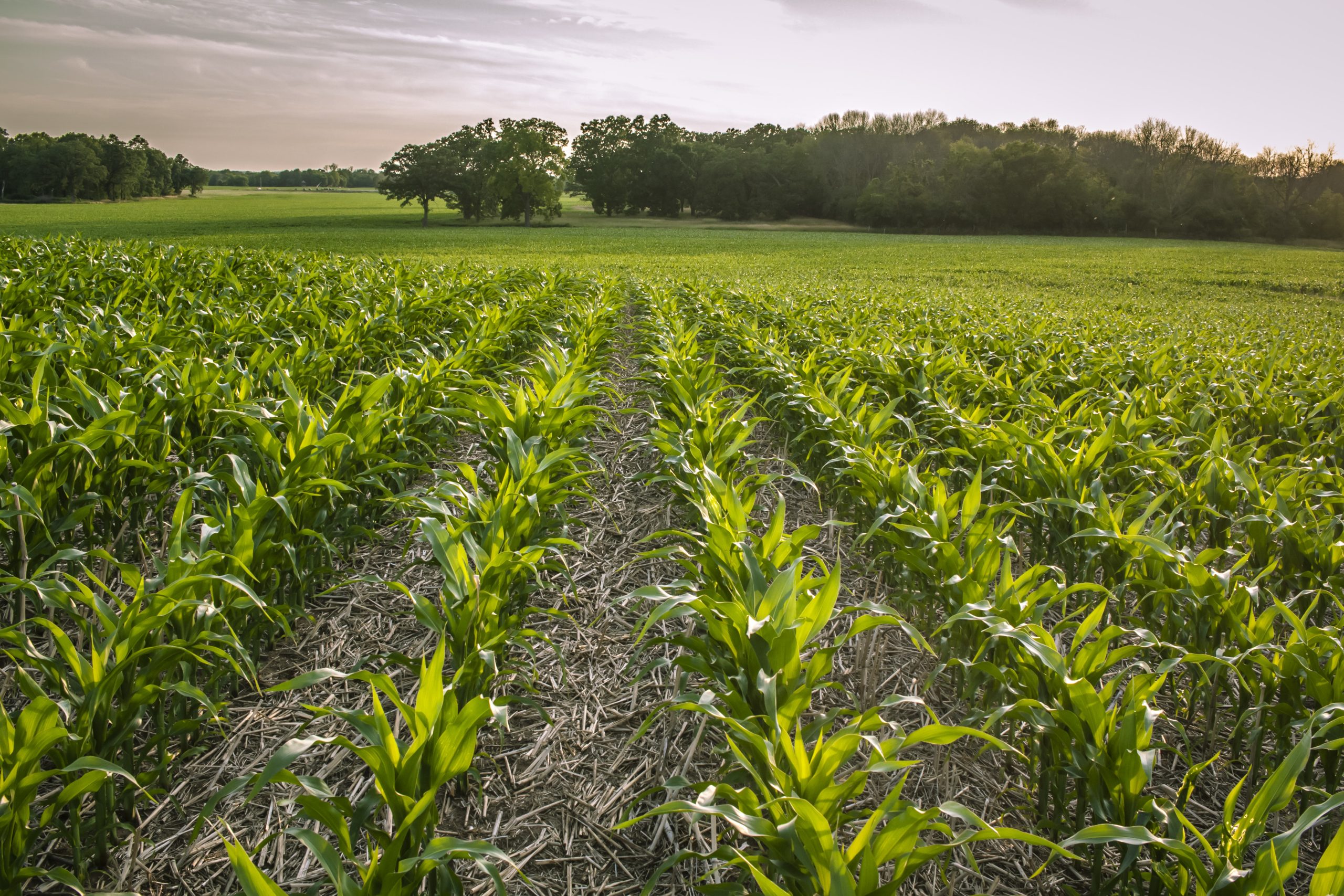 common-questions-in-soil-carbon-monitoring