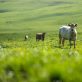 why-regenerative-agriculture-is-only-a-part-of-the-answer-to-sustainable-food-systems