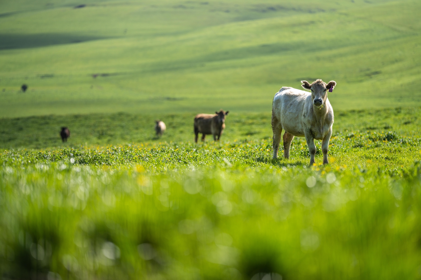 why-regenerative-agriculture-is-only-a-part-of-the-answer-to-sustainable-food-systems