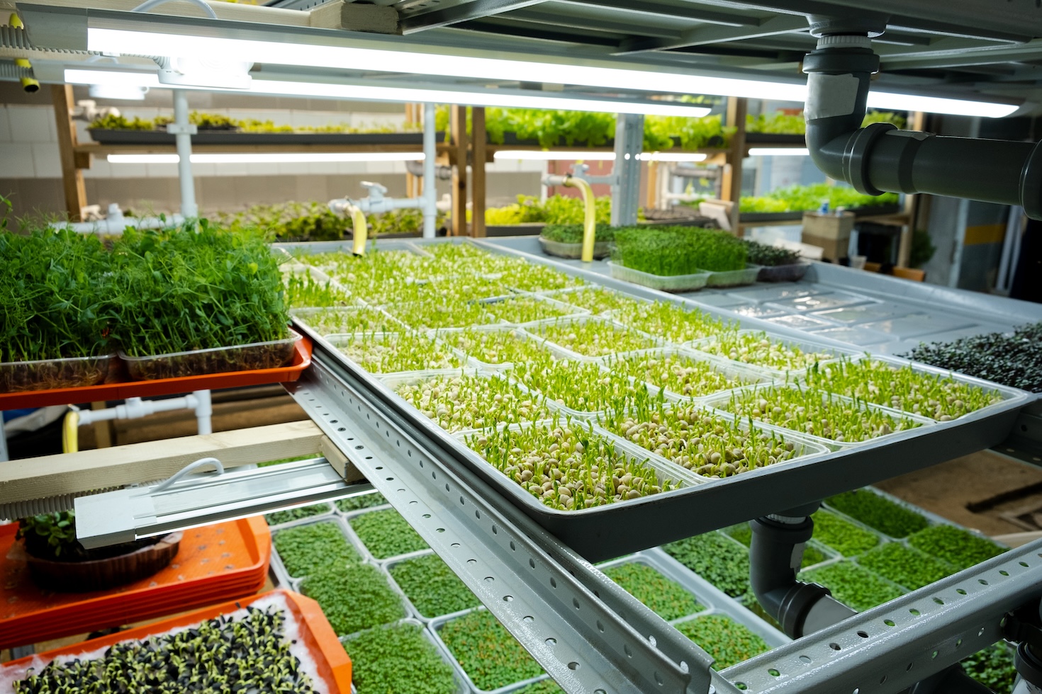 food-decarbonization-comes-of-age-at-cop28
