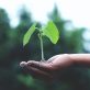 35+-easy,-free-ways-to-level-up-your-sustainability-expertise-over-the-holidays