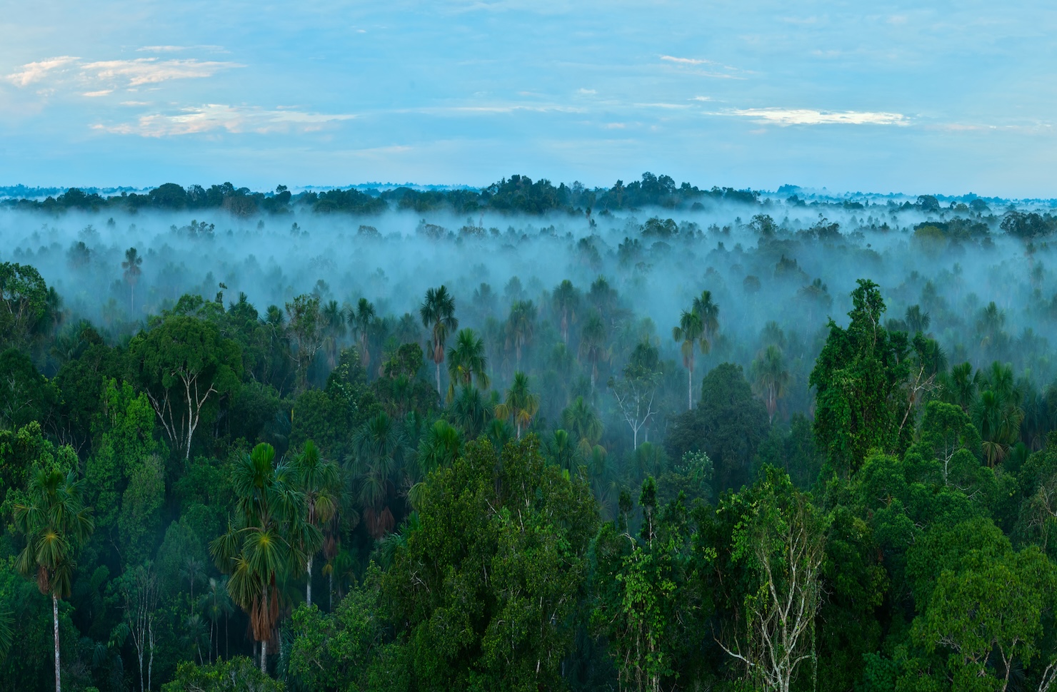 how-(and-why)-to-develop-a-credible-deforestation-policy-in-2024