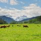the-story-of-mcdonald’s-10-year-quest-for-sustainable-beef