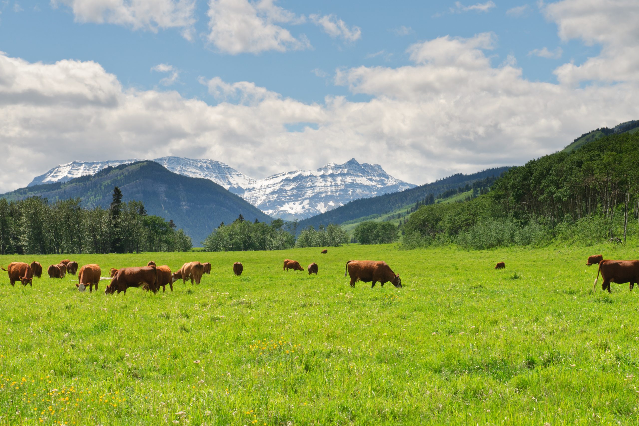 the-story-of-mcdonald’s-10-year-quest-for-sustainable-beef