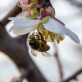 kroger,-whole-foods-adopt-buying-policies-that-protect-bees