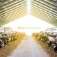 how-‘insetting’-helps-food-companies-cut-scope-3-emissions-red-tape