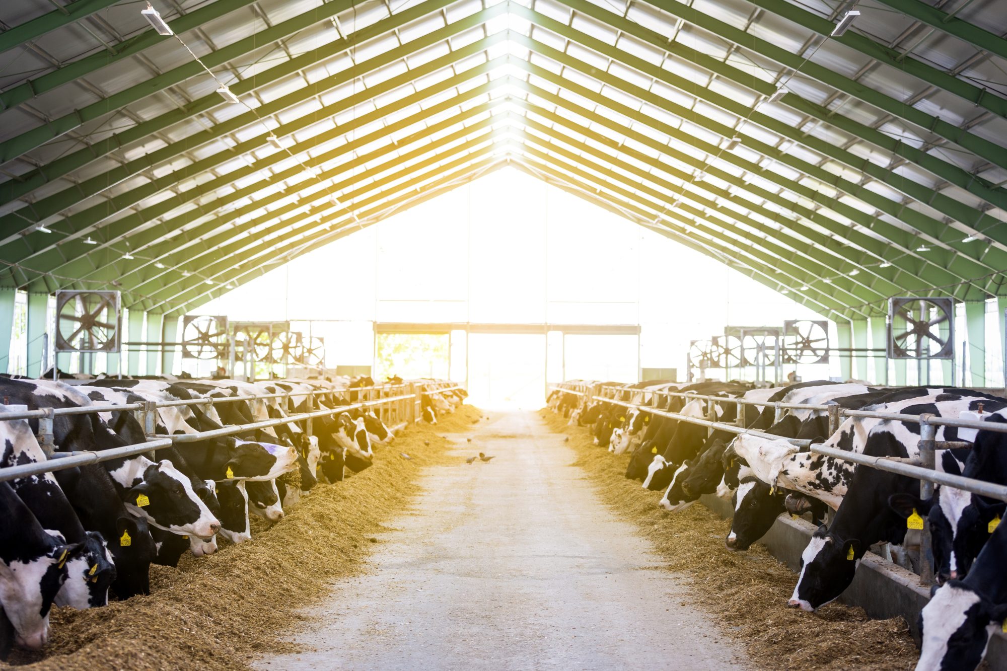 how-‘insetting’-helps-food-companies-cut-scope-3-emissions-red-tape