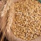 inside-basf’s-insetting-project-that-cut-agricultural-emissions-by-90-percent