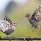 fight-or-flight?-the-most-powerful-response-is-making-the-business-case-for-sustainability  