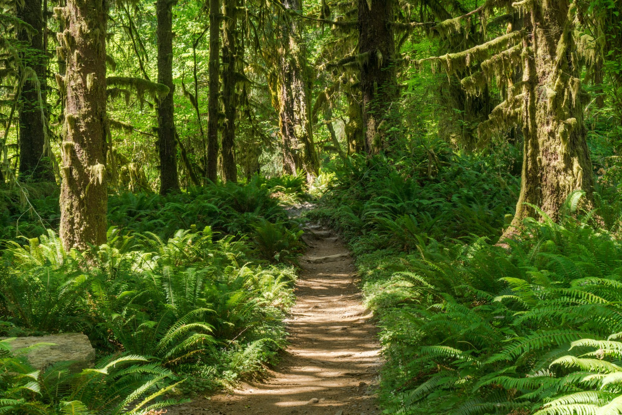 how-meta’s-latest-forest-credits-purchase-gets-it-closer-to-net-zero