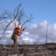 mast-reforestation-generates-carbon-credits-by-burying-trees