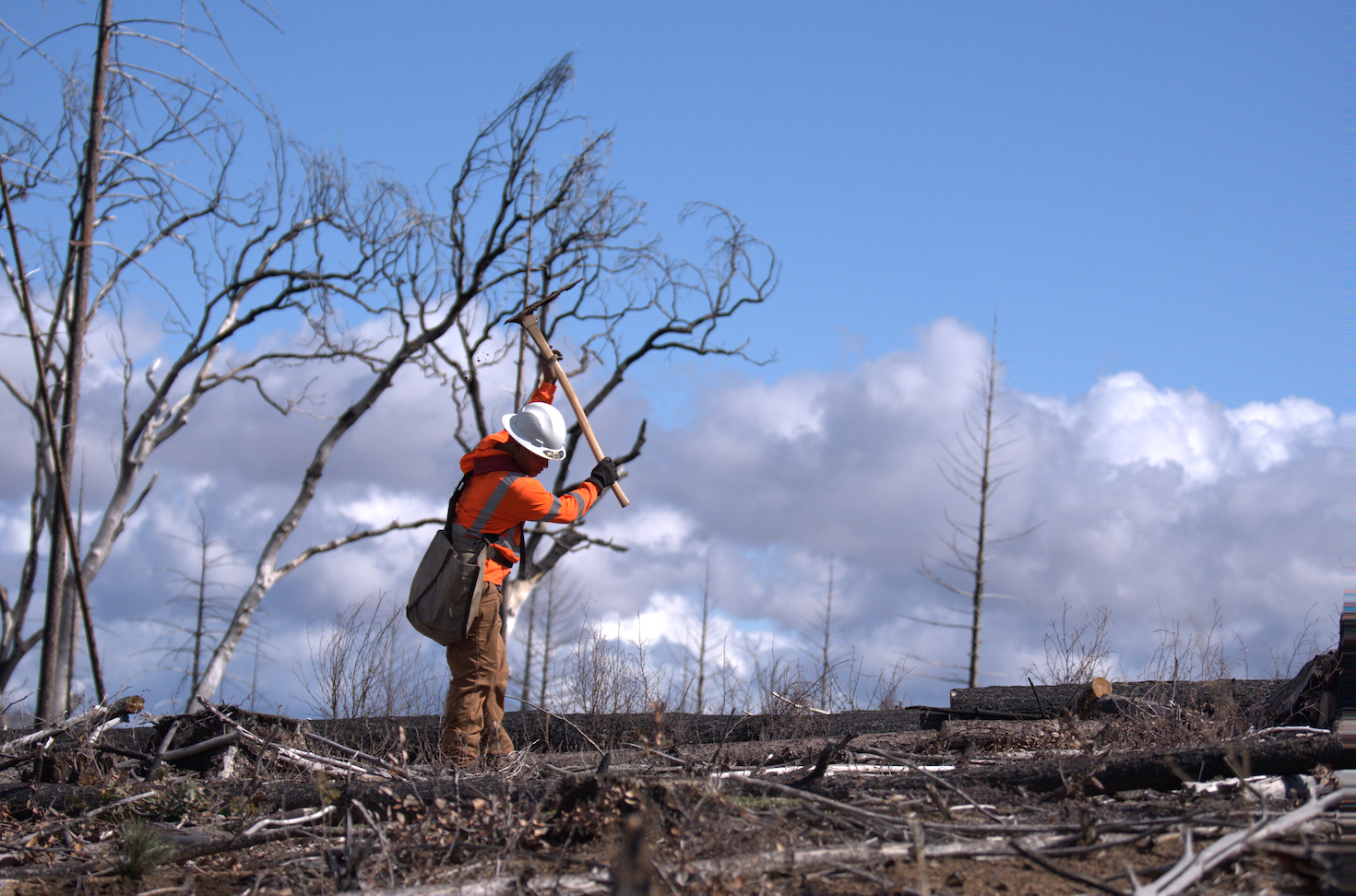 mast-reforestation-generates-carbon-credits-by-burying-trees