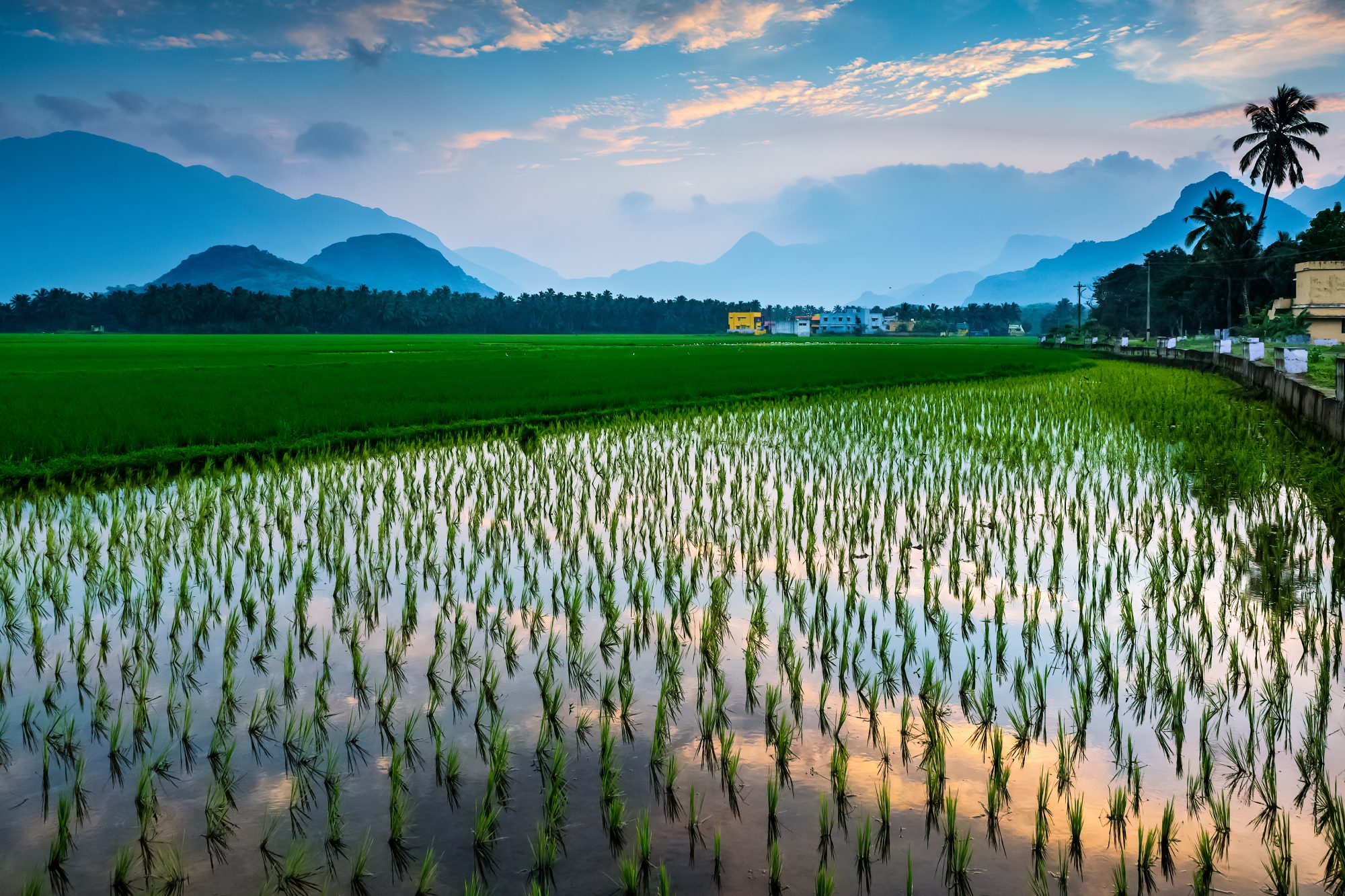$50-million-xprize-winner-wants-to-help-smallholder-farmers