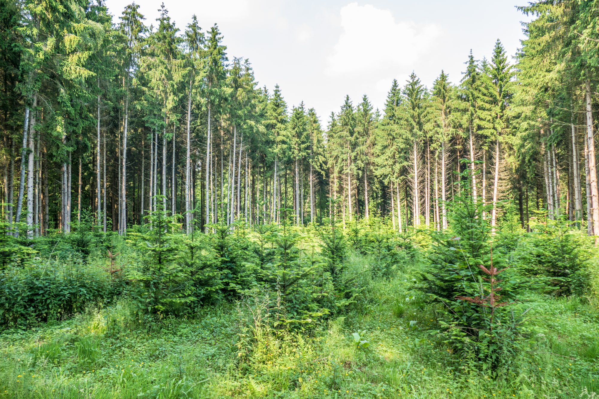 proposed-code-allows-for-use-of-carbon-credits-to-address-scope-3-emissions