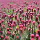 soil-carbon-credits-emerge-from-the-‘trough-of-disillusionment’