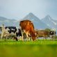 benchmarking-effort-reveals-food-industry’s-leaders-and-laggards