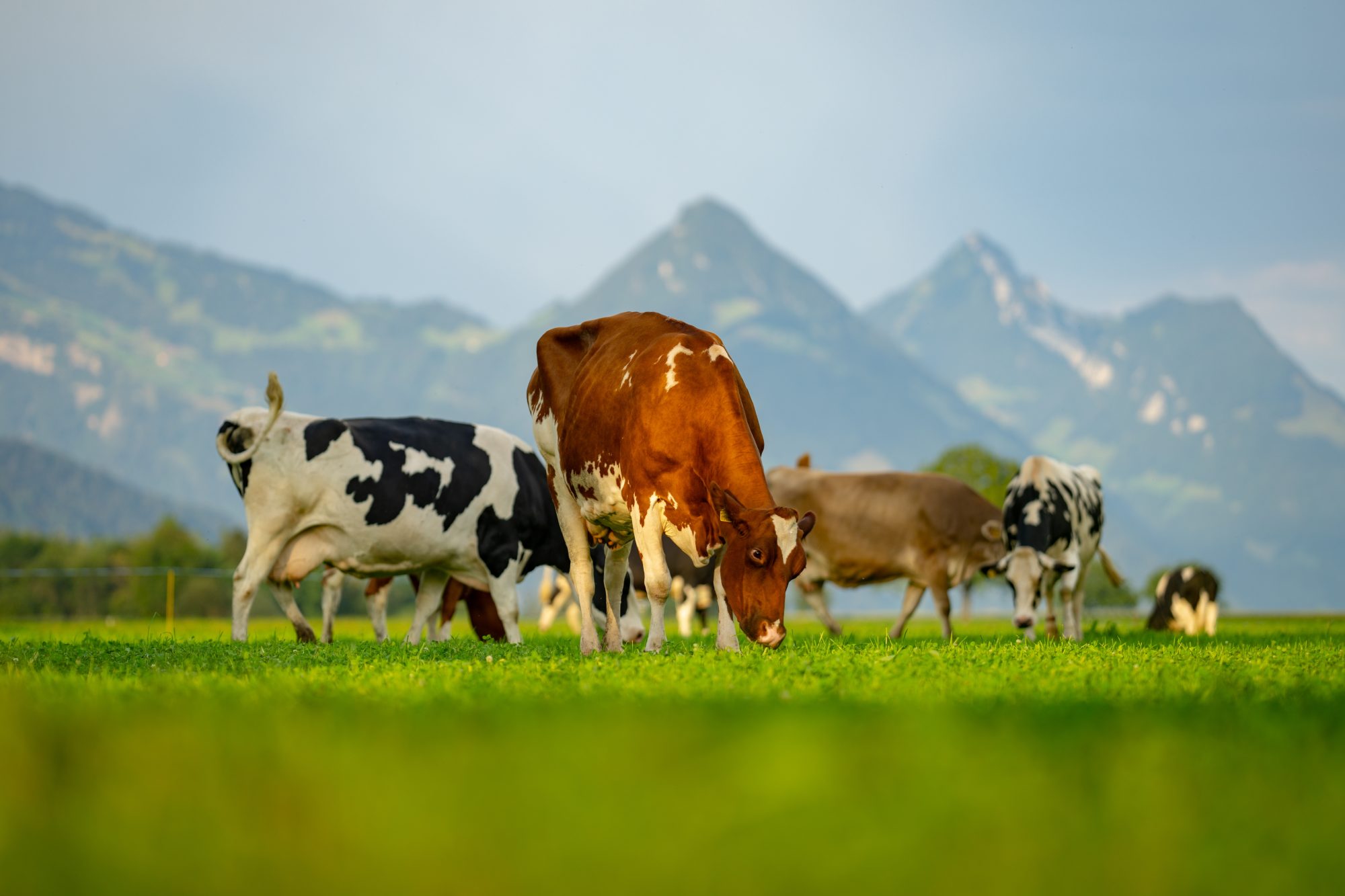 benchmarking-effort-reveals-food-industry’s-leaders-and-laggards