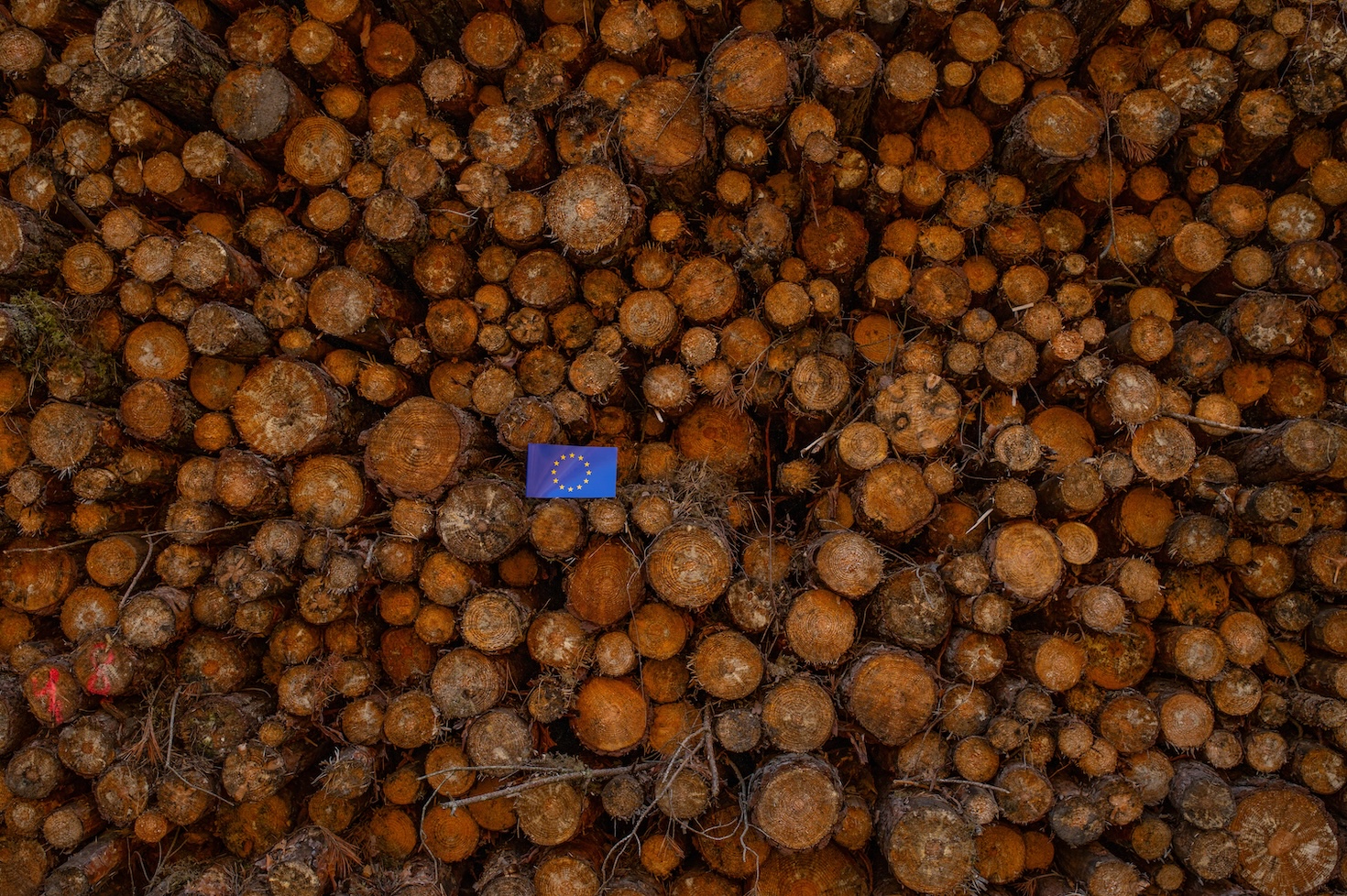 eu-simplifies-reporting-requirements-for-deforestation-regulation