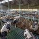 companies-behind-dairy-industry’s-first-methane-targets-show-early-success