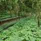ai’s-latest-field-to-boost:-nature-based-solutions