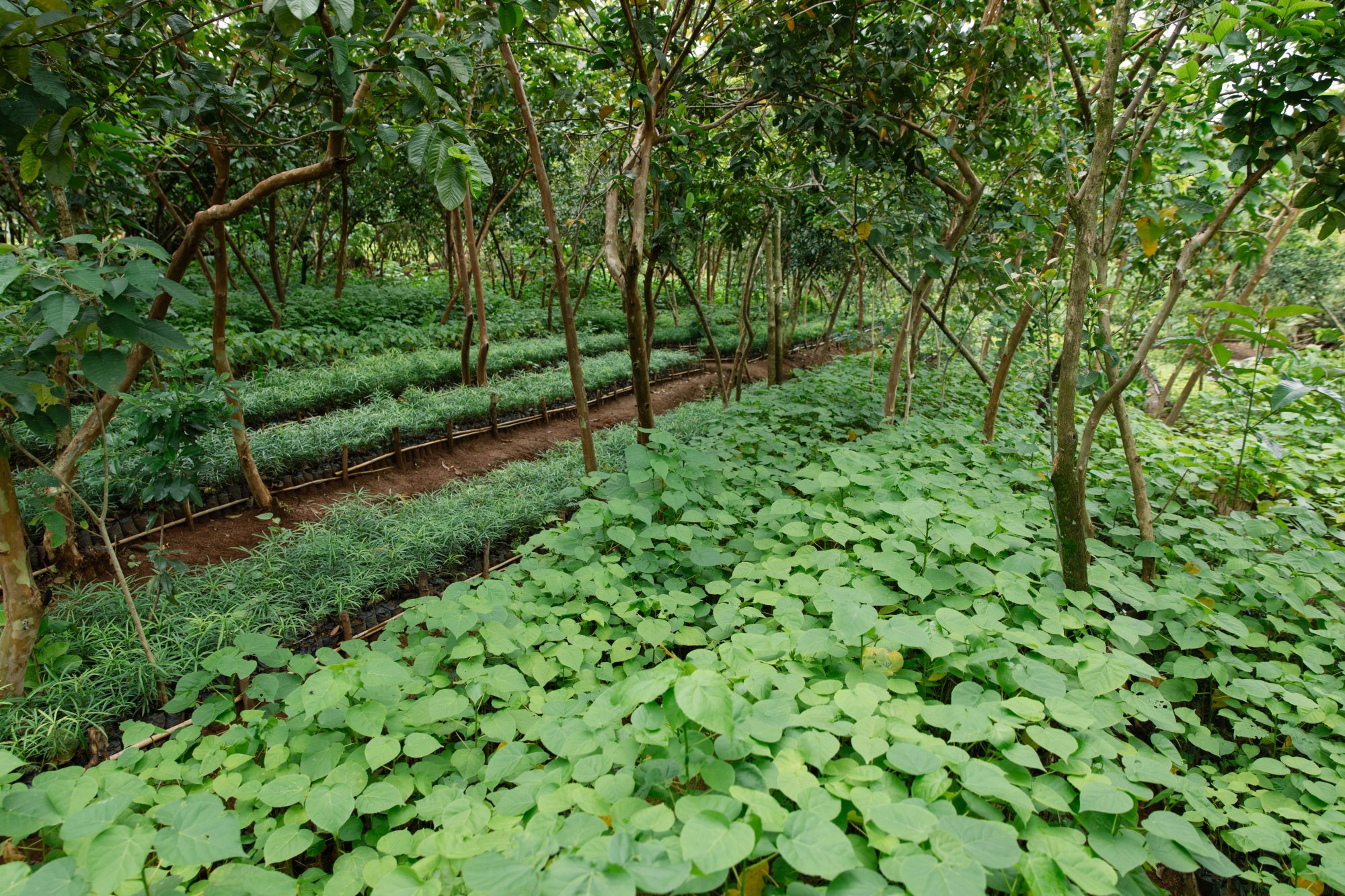 ai’s-latest-field-to-boost:-nature-based-solutions