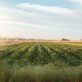 sustainable-food-and-ag-practices-lead-to-revenue-growth-for-more-than-70-percent-of-companies