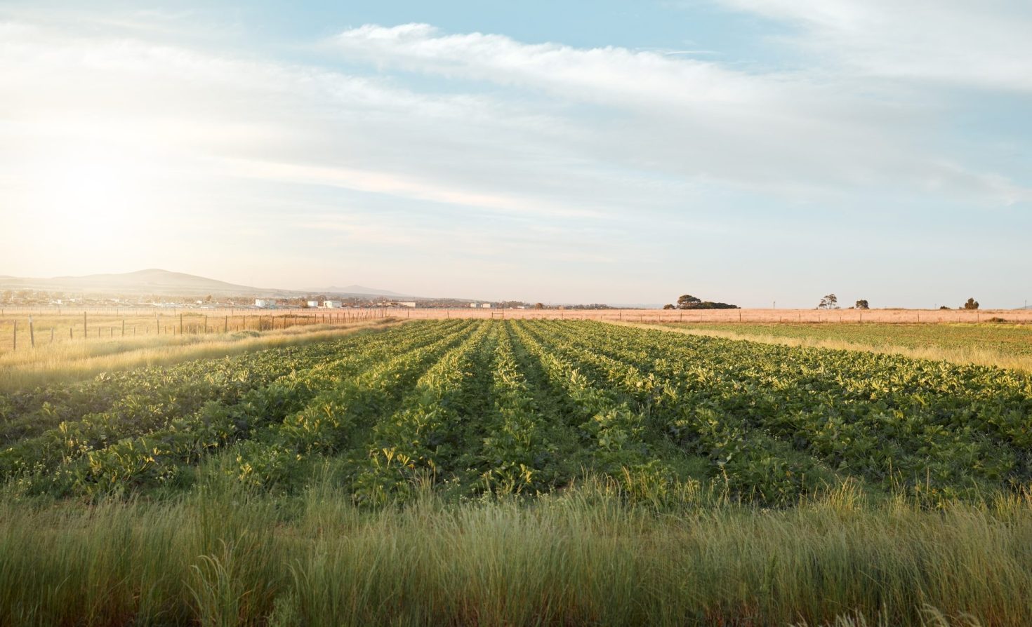 sustainable-food-and-ag-practices-lead-to-revenue-growth-for-more-than-70-percent-of-companies 