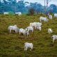 report-criticizes-nestle,-pepsico-and-others-for-climate-strategy-gaps